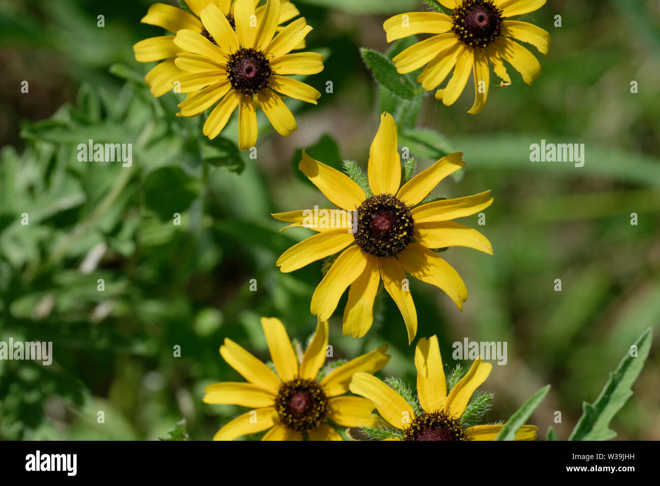 Brown-Eyed Susan Foto Stock