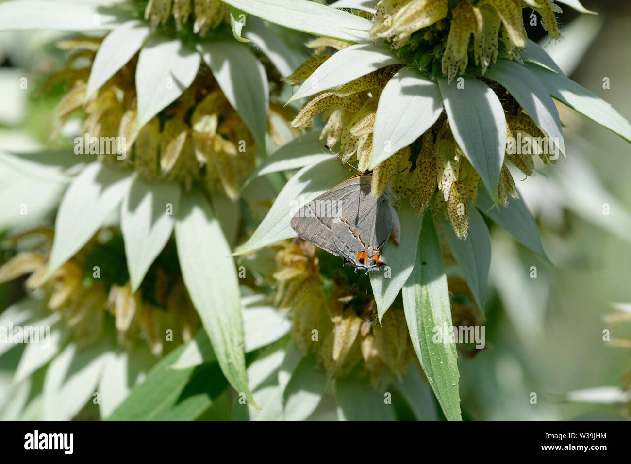 Avvistato Beebalm con Hairstreak grigio Foto Stock