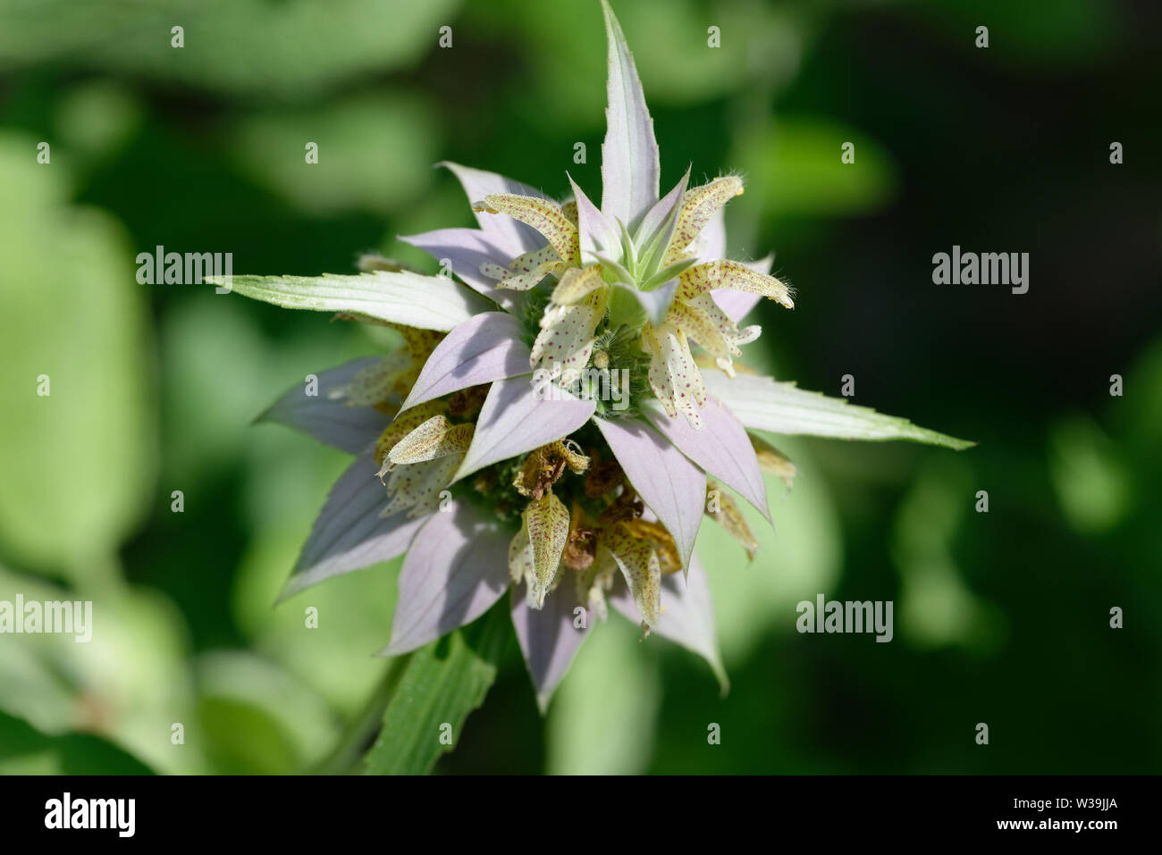 Beebalm macchiato Foto Stock