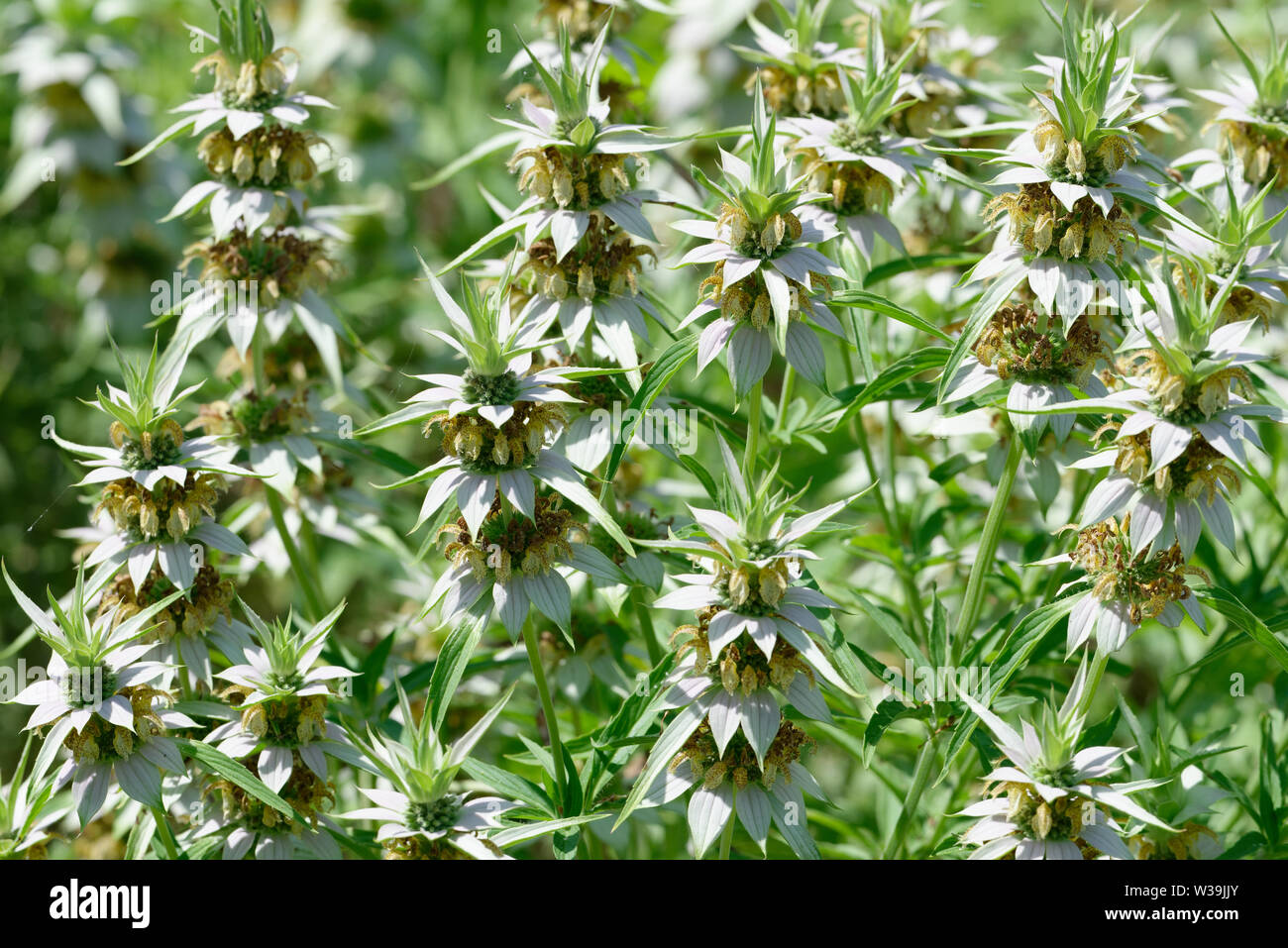 Beebalm macchiato Foto Stock