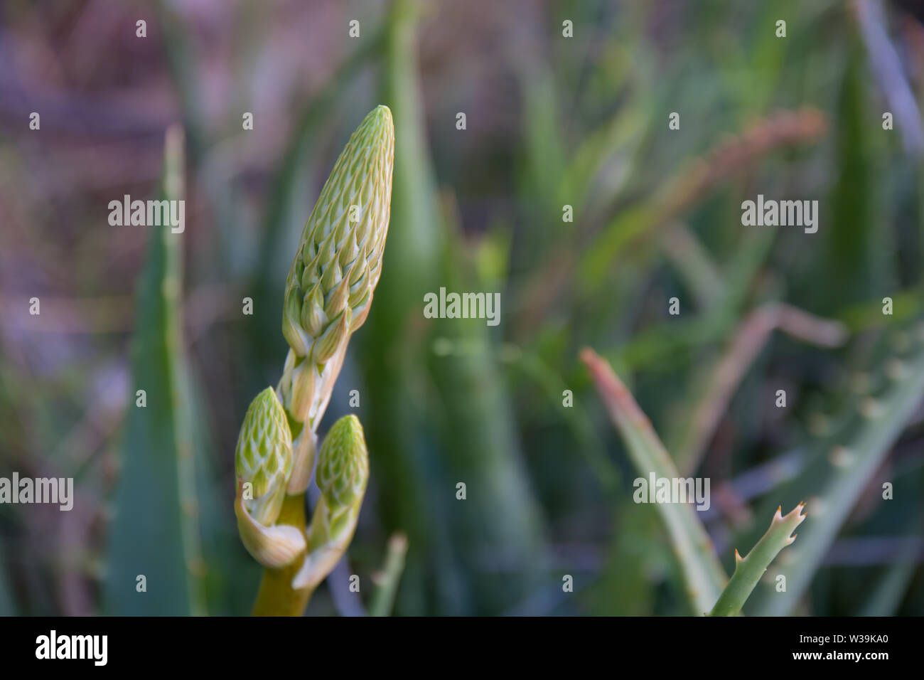 Germoglio di fiore di un Aloe vera fabbrica di produzione di arancione/rosso dei fiori. Foto Stock