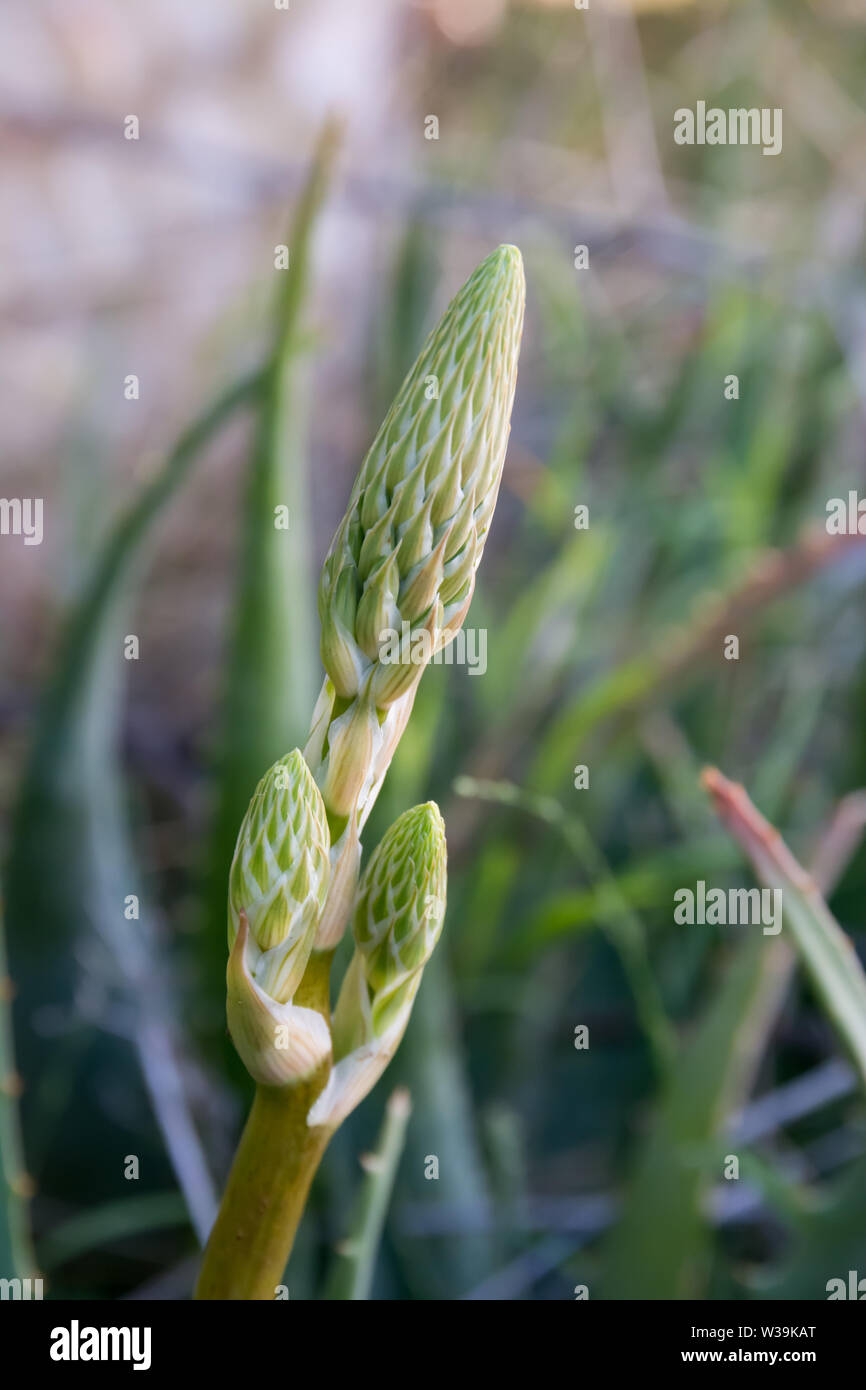 Germoglio di fiore di un Aloe vera fabbrica di produzione di arancione/rosso dei fiori. Foto Stock