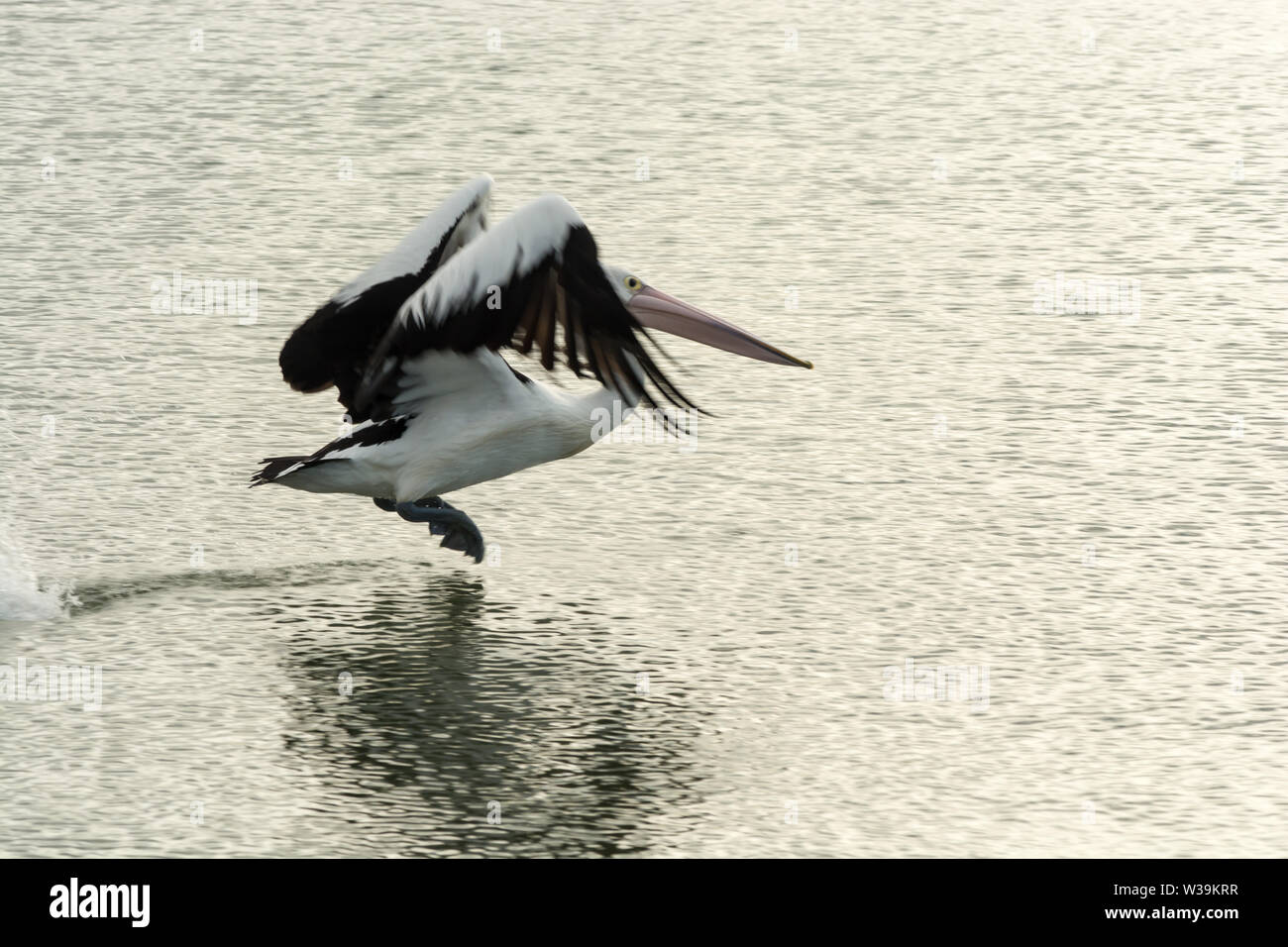 Pelican Pelecanus conspicillatus tenendo fuori dall'acqua. Foto Stock
