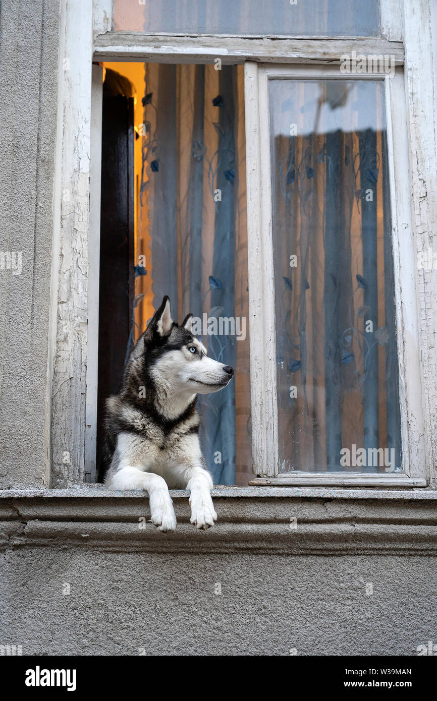 Siberian Husky cane con occhi blu si siede nella finestra e attende il proprietario, close up Foto Stock