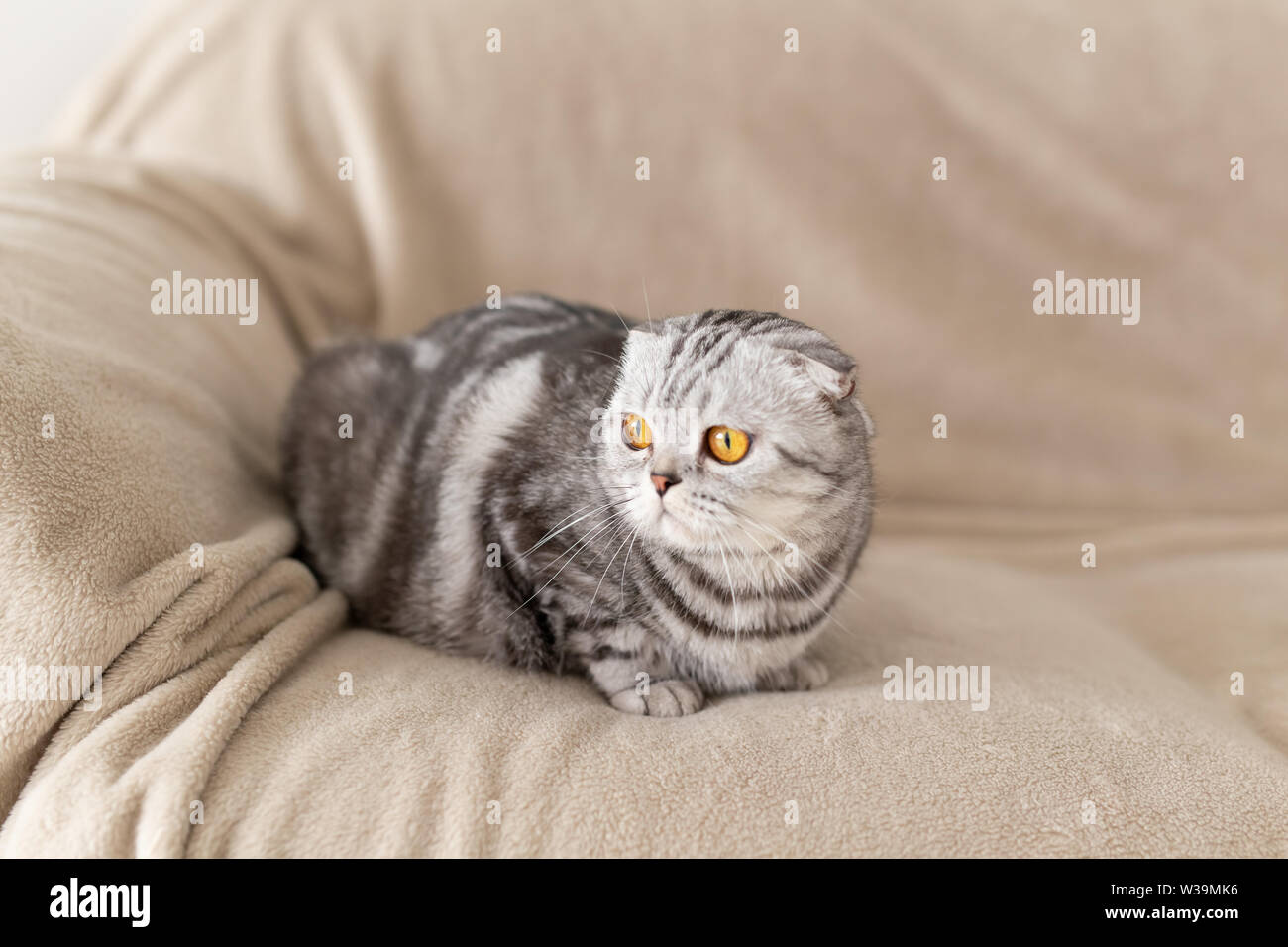 Close-up di un simpatico brown-eyed grigio Scottish Fold cat seduta sul divano ed esplorare un nuovo appartamento. Inaugurazione della casa nuova nozione per animali. Foto Stock