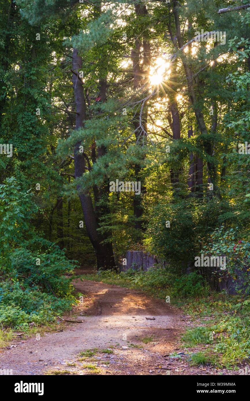 Colpo verticale di strada sterrata nella foresta e sole brillare attraverso gli alberi Foto Stock