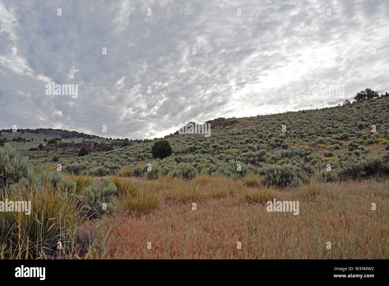 La parte Orientale del deserto di Oregon è in gran parte la salvia spazzola con un patch occasionali di erba. Foto Stock