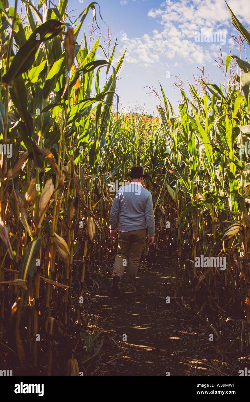 Uomo che cammina attraverso un campo di mais in una giornata di sole con cielo blu sullo sfondo Foto Stock