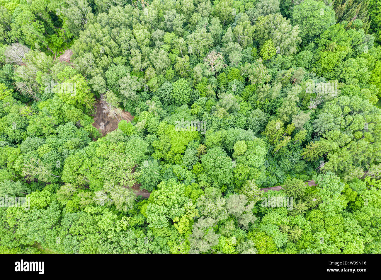 Antenna vista superiore dell'estate verde di alberi decidui nella foresta. drone foto Foto Stock