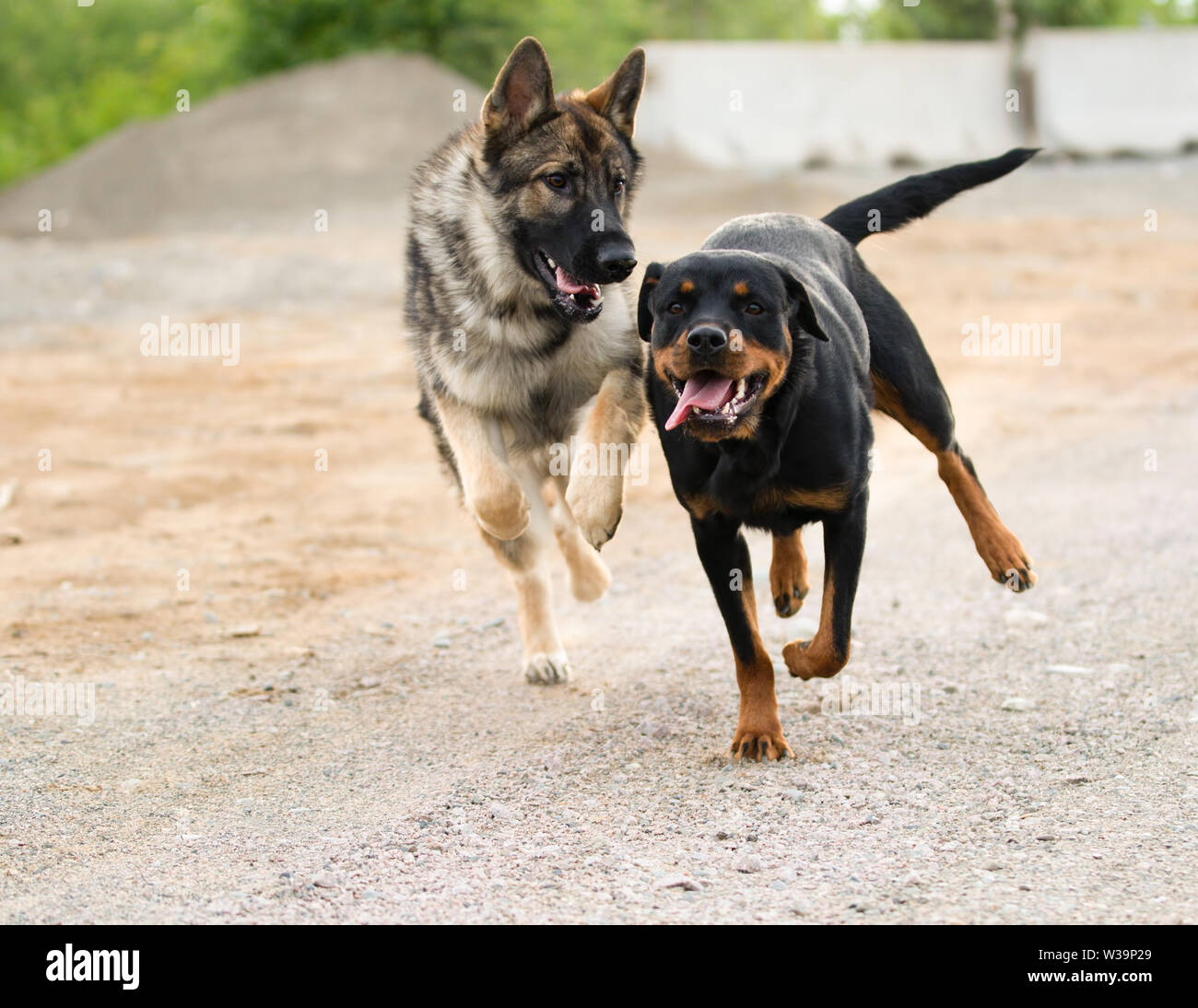 Pastore Tedesco e Rottweiler correre e giocare in estate Foto Stock
