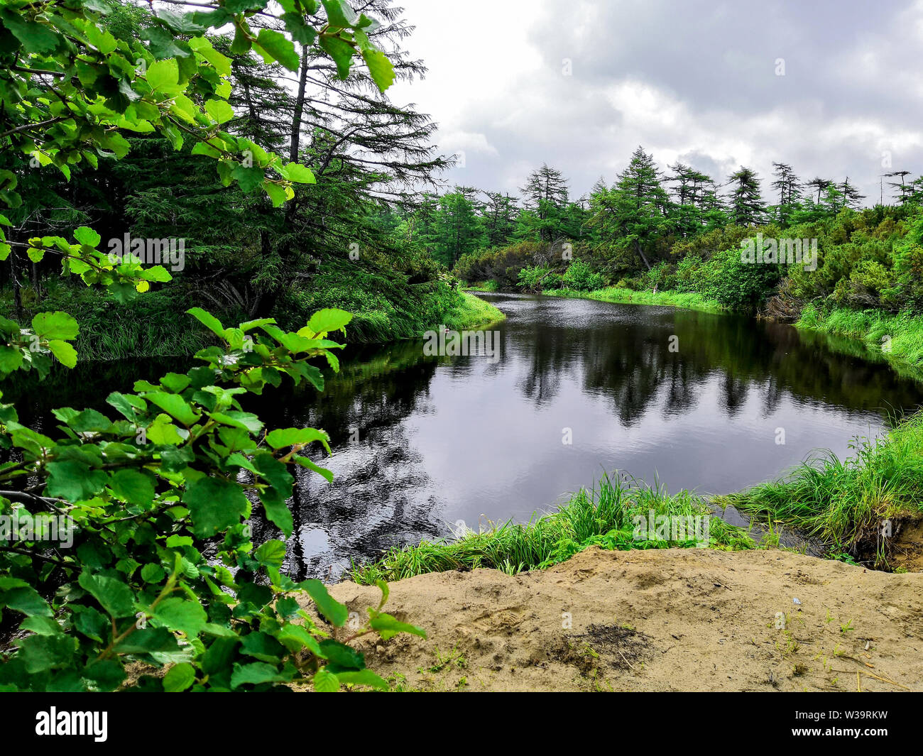 La deposizione delle uova fiume della regione di Sakhalin, acque interne nella foresta, composizione con diversi piani. Foto Stock