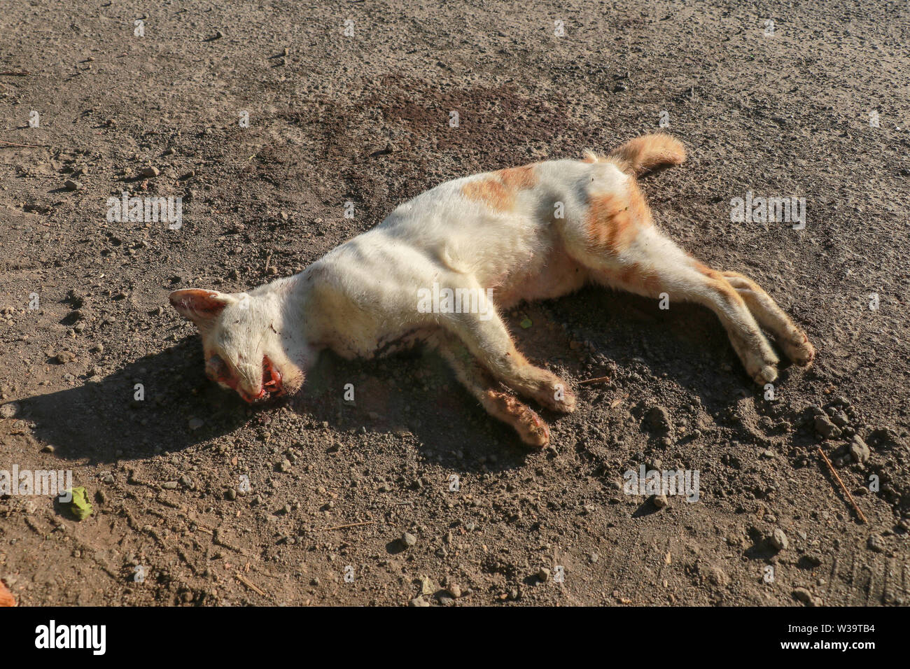 Un gatto morto abbattuto da un mezzo di trasporto si trova lungo la strada. Un animale con un marrone e bianco pelliccia morti per la strada.i raggi del sole illuminano Foto Stock