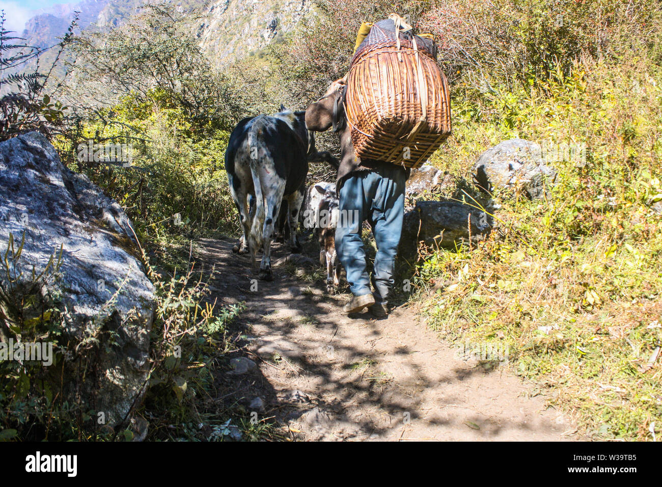 Stili di vita nella regione himalayana del Nepal. Persone locali che effettuano il trasporto di merci nel loro retro. Il trasporto di cose dalla città sulla parte superiore del villaggio di montagna. Foto Stock