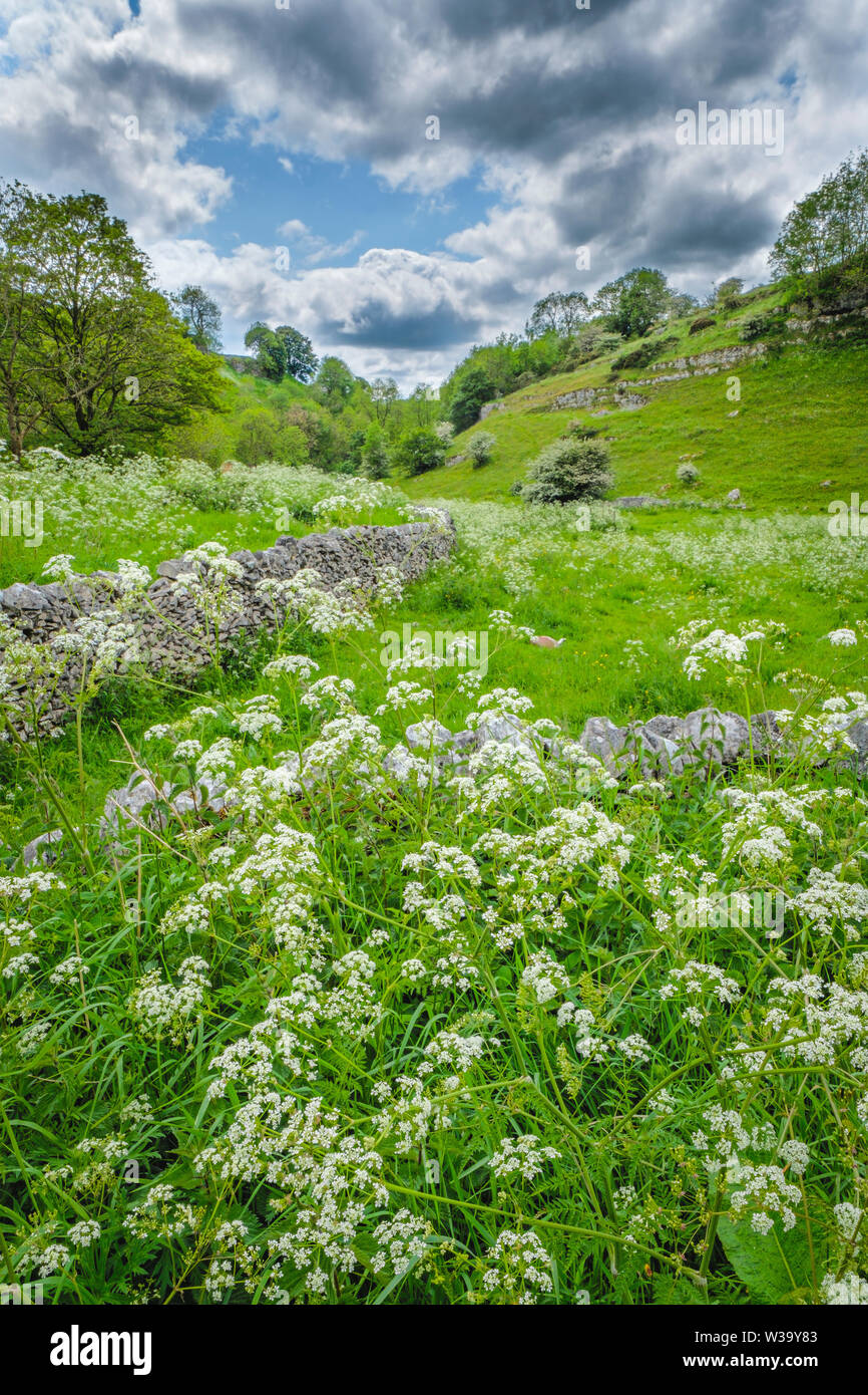 Keck o vacca prezzemolo in fiore è un chiaro indicatore che erbe stanno iniziando a fiore e la febbre da fieno stagione è qui. Foto Stock