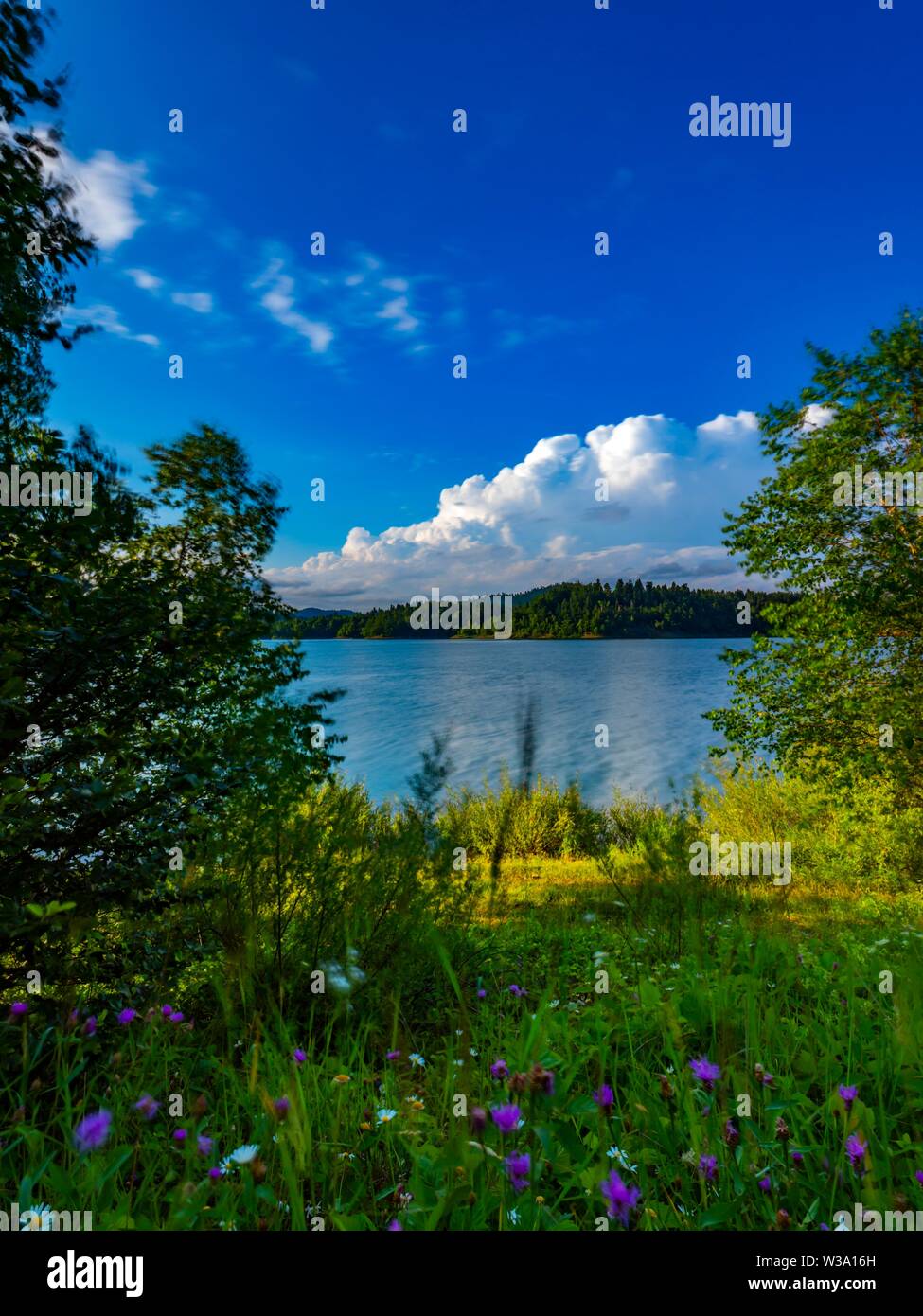 Foresta verde natura Lokvarsko jezero Lokve in Croazia Foto Stock