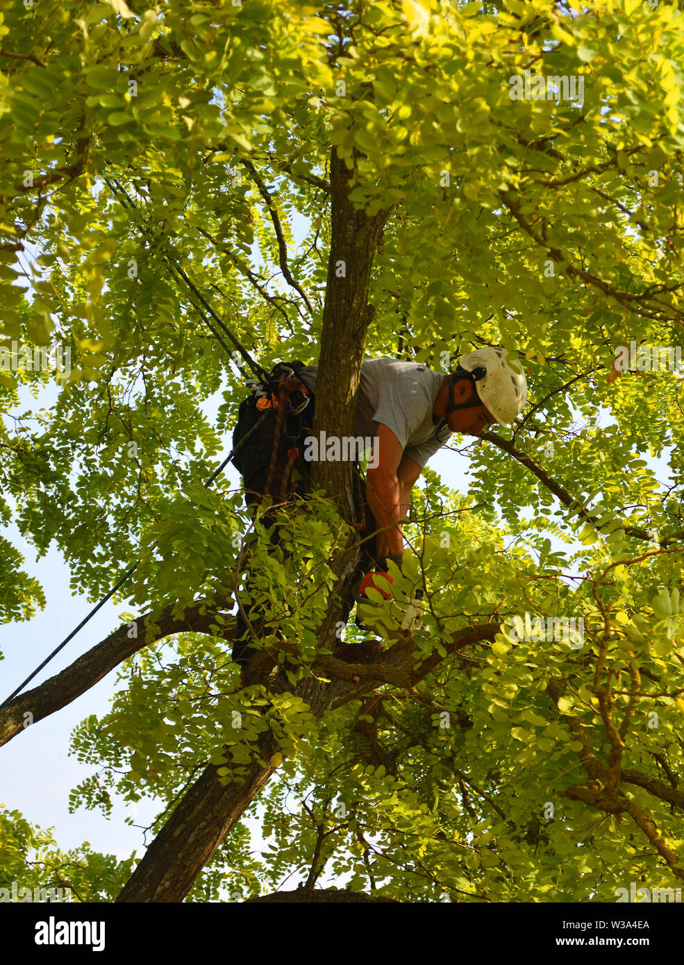 Tree chirurgo fino tree con chainsaw rifilatura. Foto Stock