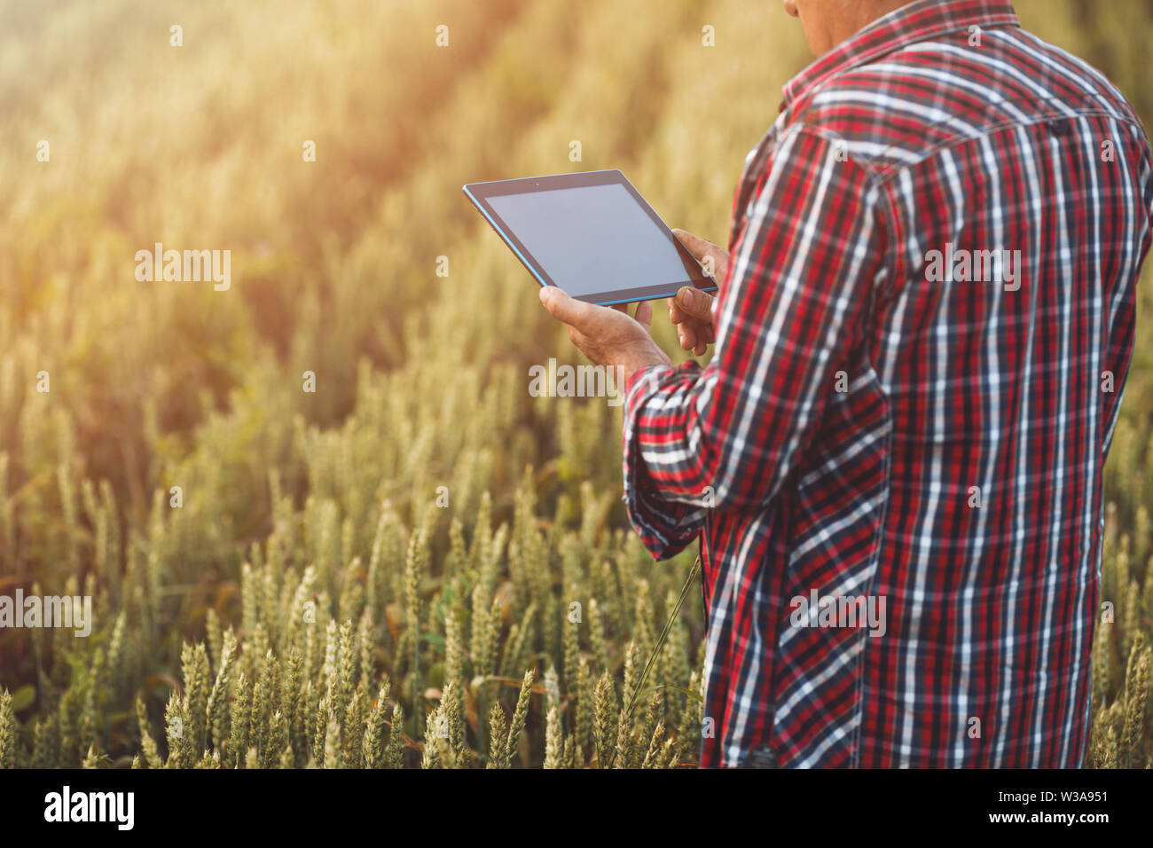 Gli agricoltori le mani con la compressa in un campo di grano vicino. Smart farming, uomo utilizzando moderne tecnologie in agricoltura Foto Stock