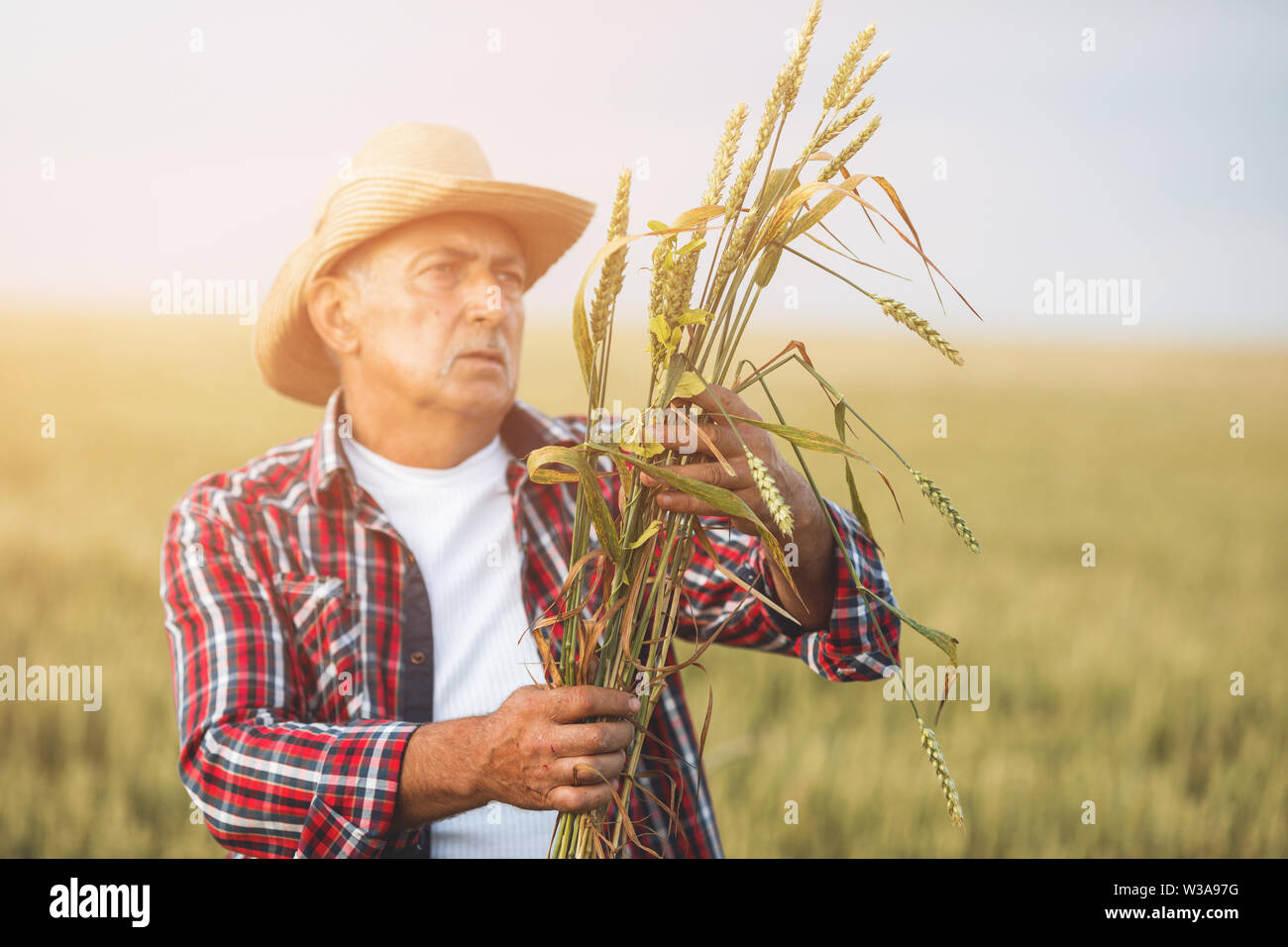 Contadino con grano in mani. Spighe di grano nelle mani di contadino vicino. Campo di grano sullo sfondo Foto Stock