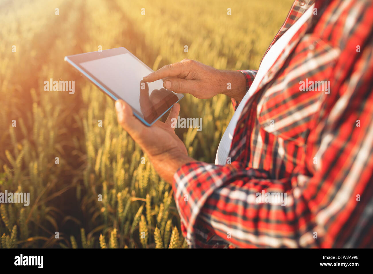 Gli agricoltori le mani con la compressa in un campo di grano vicino. Smart farming, uomo utilizzando moderne tecnologie in agricoltura Foto Stock