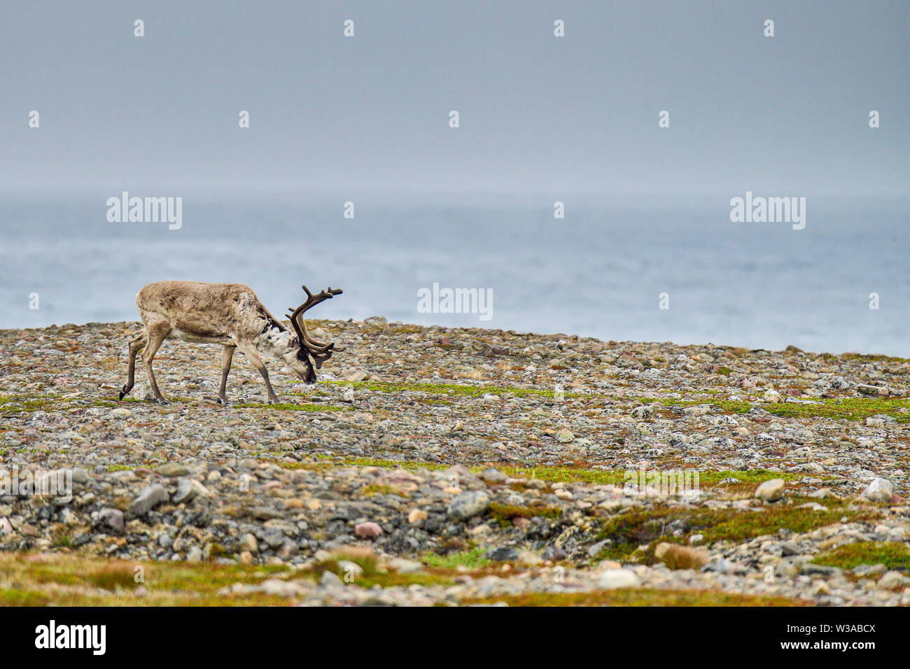 La renna pascolo a mare di Barents shore in Norvegia. La maggior parte del nord-est posto nei paesi nordici dove è possibile vedere le renne. Foto Stock