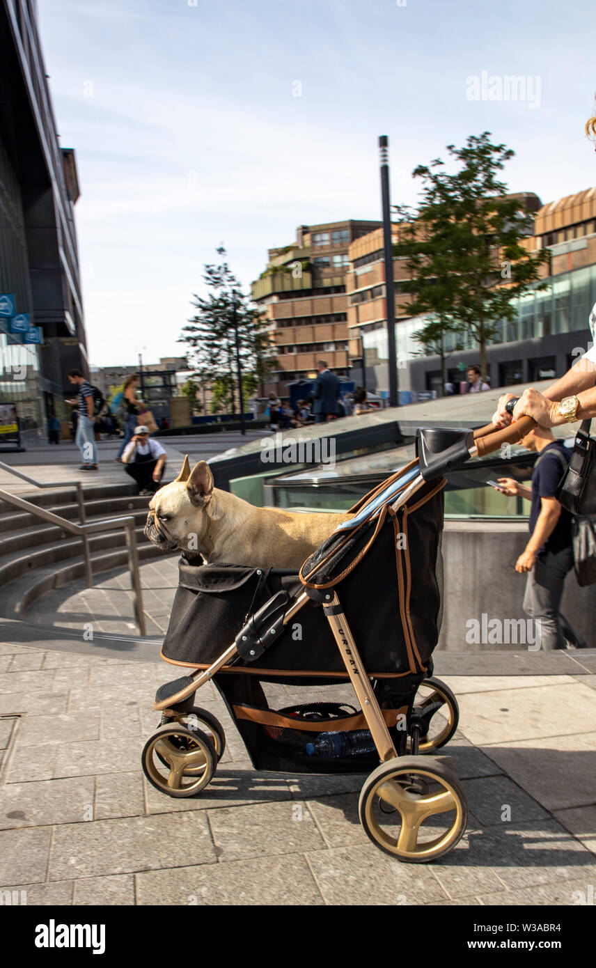 Utrecht, Paesi Bassi, donna è a piedi una pug cane in una sorta di passeggino, Foto Stock