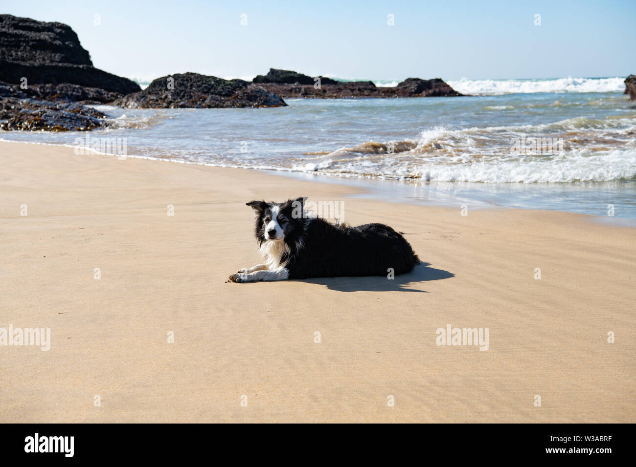 Border Collie giacente sulla spiaggia aspettando pazientemente con Cornish Coast Atlantico e il mare dietro Foto Stock