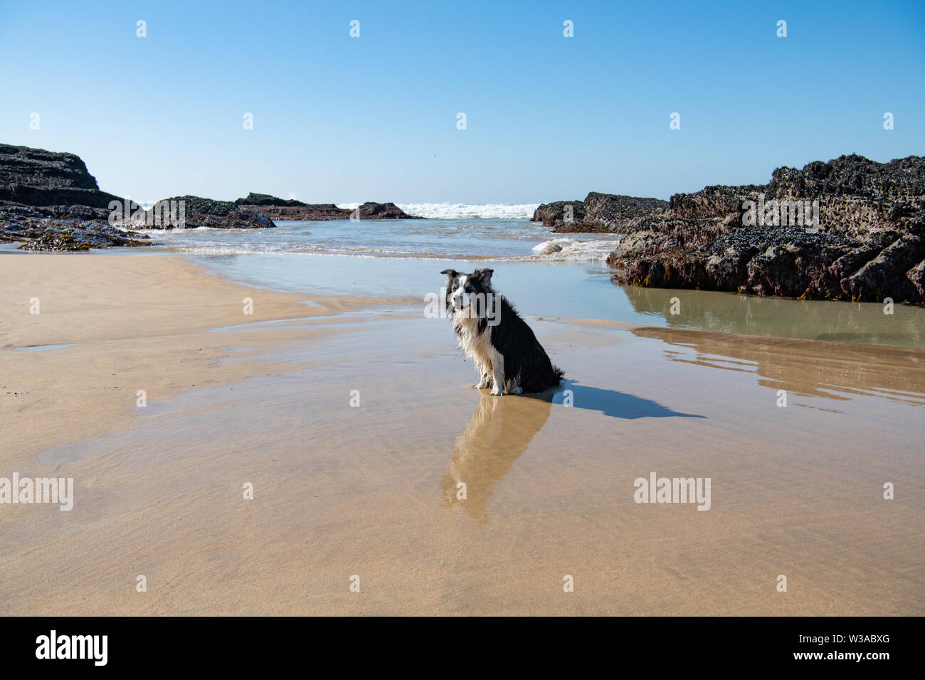 Border Collie seduto sulla sabbia bagnata in Cornovaglia che mostra sia un'ombra e una riflessione Foto Stock