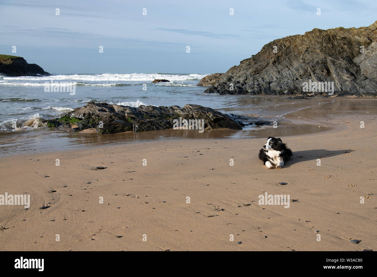 Border Collie giacente sulla spiaggia con Treyarnon bay, Cornwall in background Foto Stock