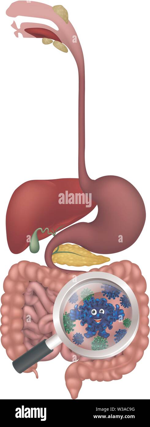 Batteri intestinali digestivi flora probiotica Cartoon Illustrazione Vettoriale