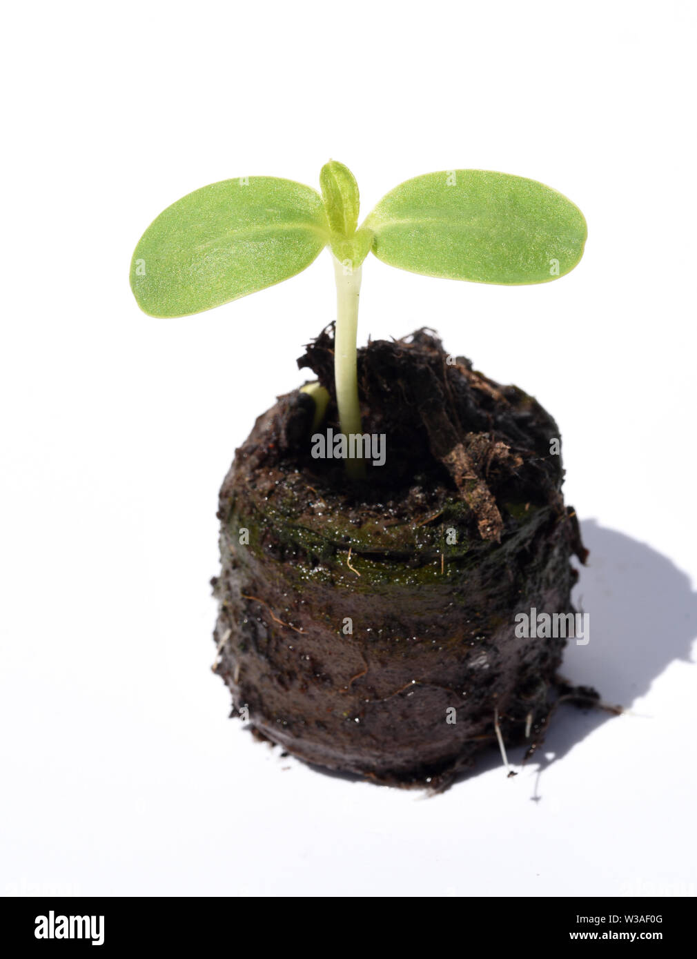 Sonnenblume,, Helianthus annuus, Keimling Foto Stock