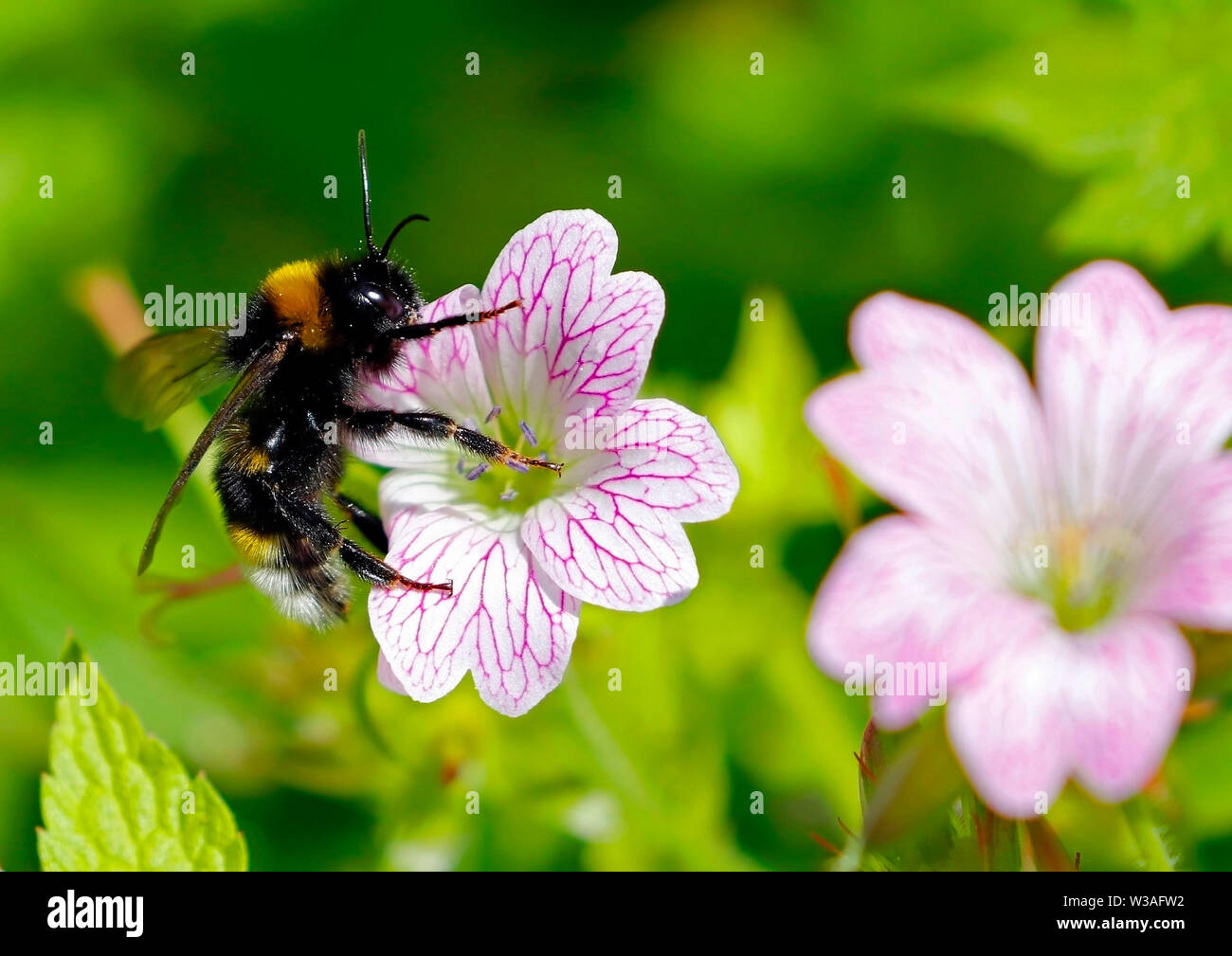 Busy Bee raccogliendo il nettare dai fiori in una bella giornata d'estate a Rufford Old Hall Lancashire Foto Stock