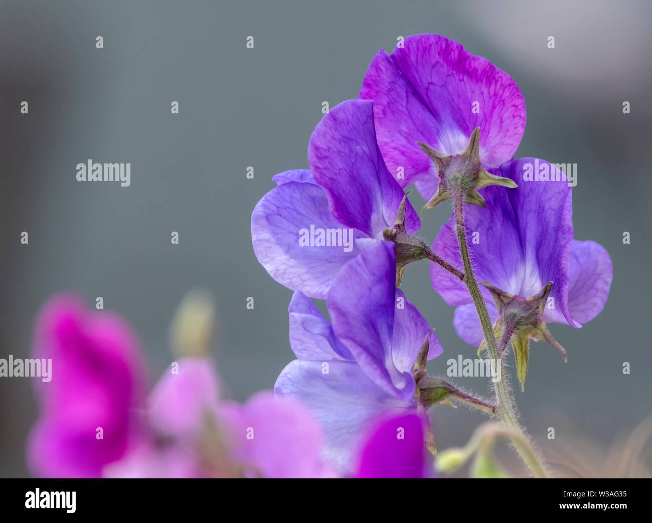 Cresciuto in una varietà di colori e con un magnifico profumo, piselli dolci sono sempre una scelta popolare per il tradizionale English Garden cottage Foto Stock