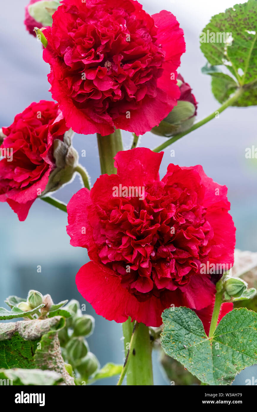 Un doppio fiore Hollyhock rosso. La Hollyhock è uno dei più iconica della tradizionale inglese cottage fiori da giardino Foto Stock