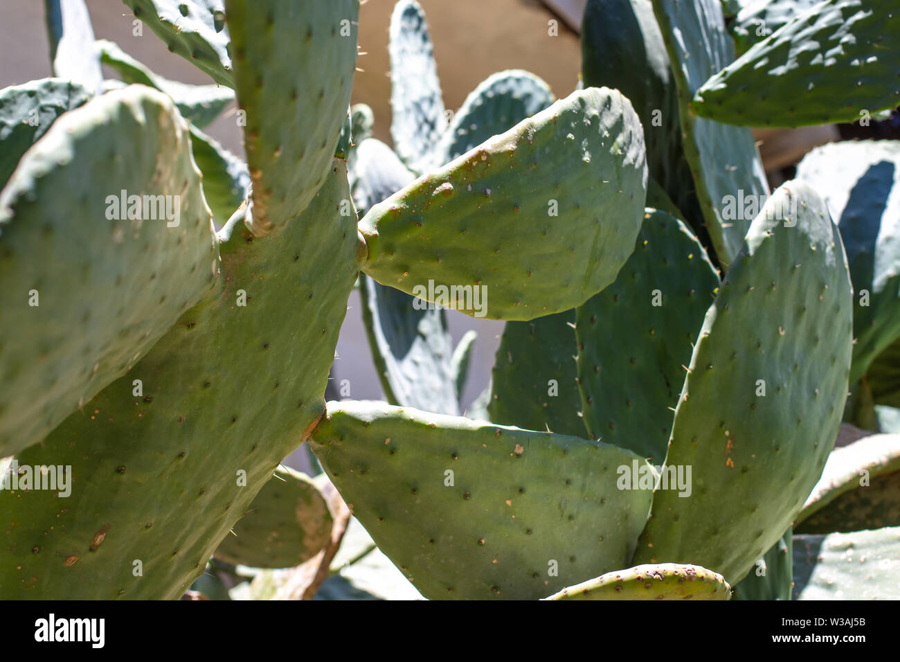 Il Cactus Opuntia. Texture sfocate di cactus. La pianta è ricoperta di spine. Carmine fonte di colorante Foto Stock