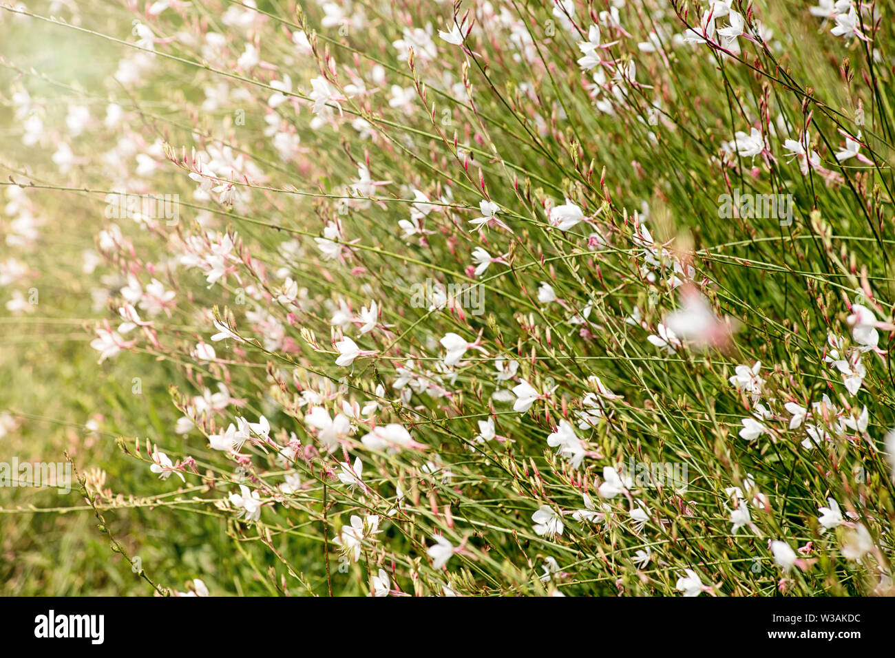 Pretty pink Gaura fiori che sbocciano in estate, un famoso giardino perenne con un lungo periodo di fioritura e il dolce a forma di stella fiori Foto Stock