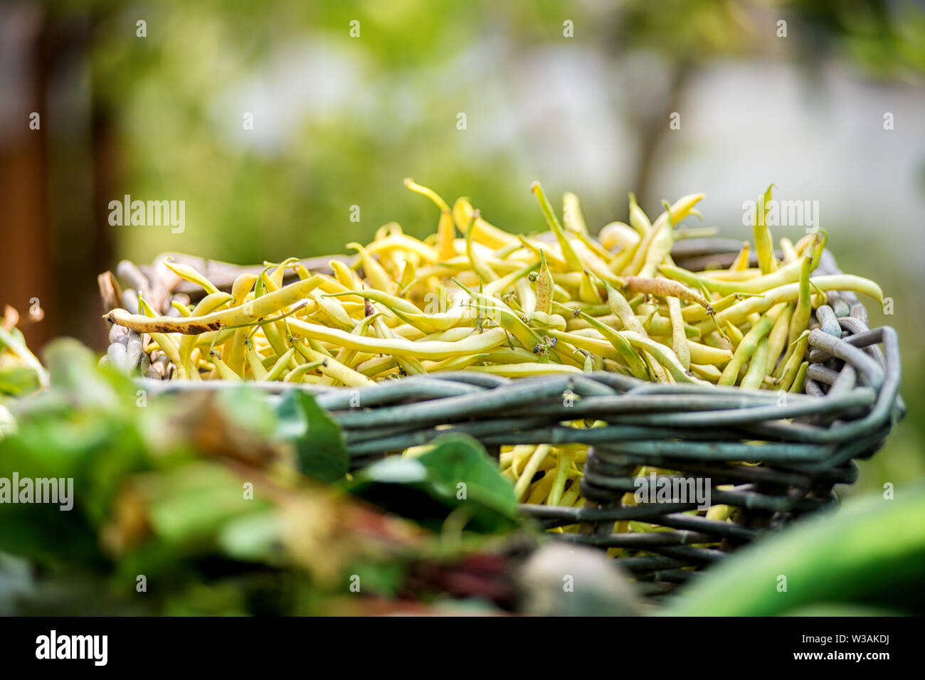 Cesto rustico di fresco raccolte fagioli giallo all'aperto nel giardino vegetariano o fattoria visualizzate sul primo piano verde vicino fino Foto Stock