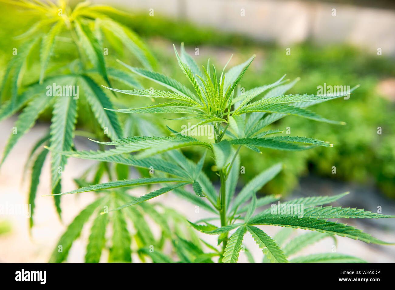 Close up sulle foglie di una pianta di cannabis La cannabis sativa, crescere all'aperto che rese popolari ricreative droghe psicoattive Foto Stock