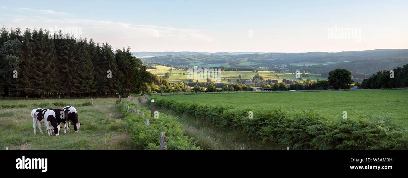 Paesaggio con il bestiame nelle Ardenne belghe nei pressi di Stavelot e Trois Ponts Foto Stock