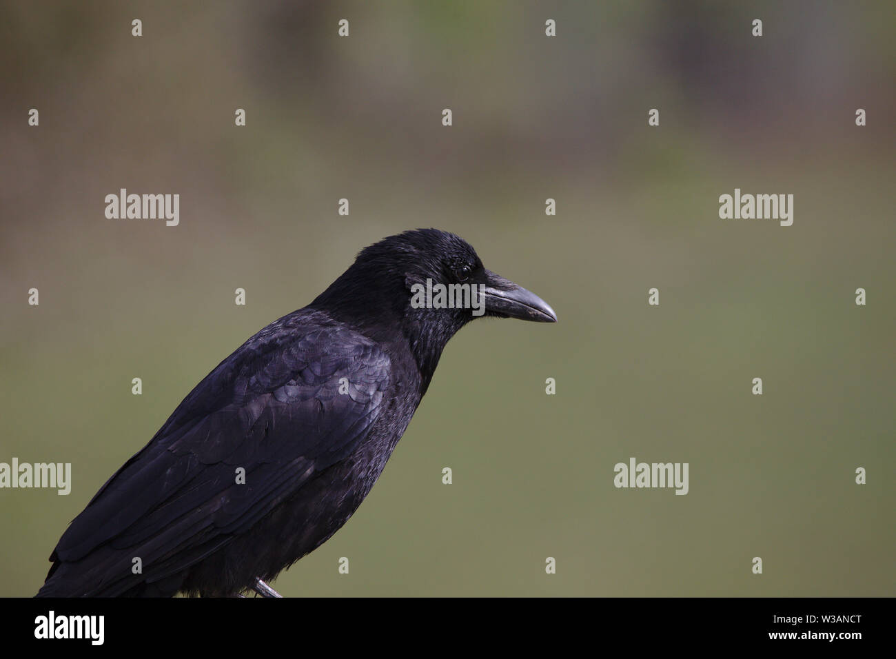 Close up di crow raven seduto e guardare Foto Stock