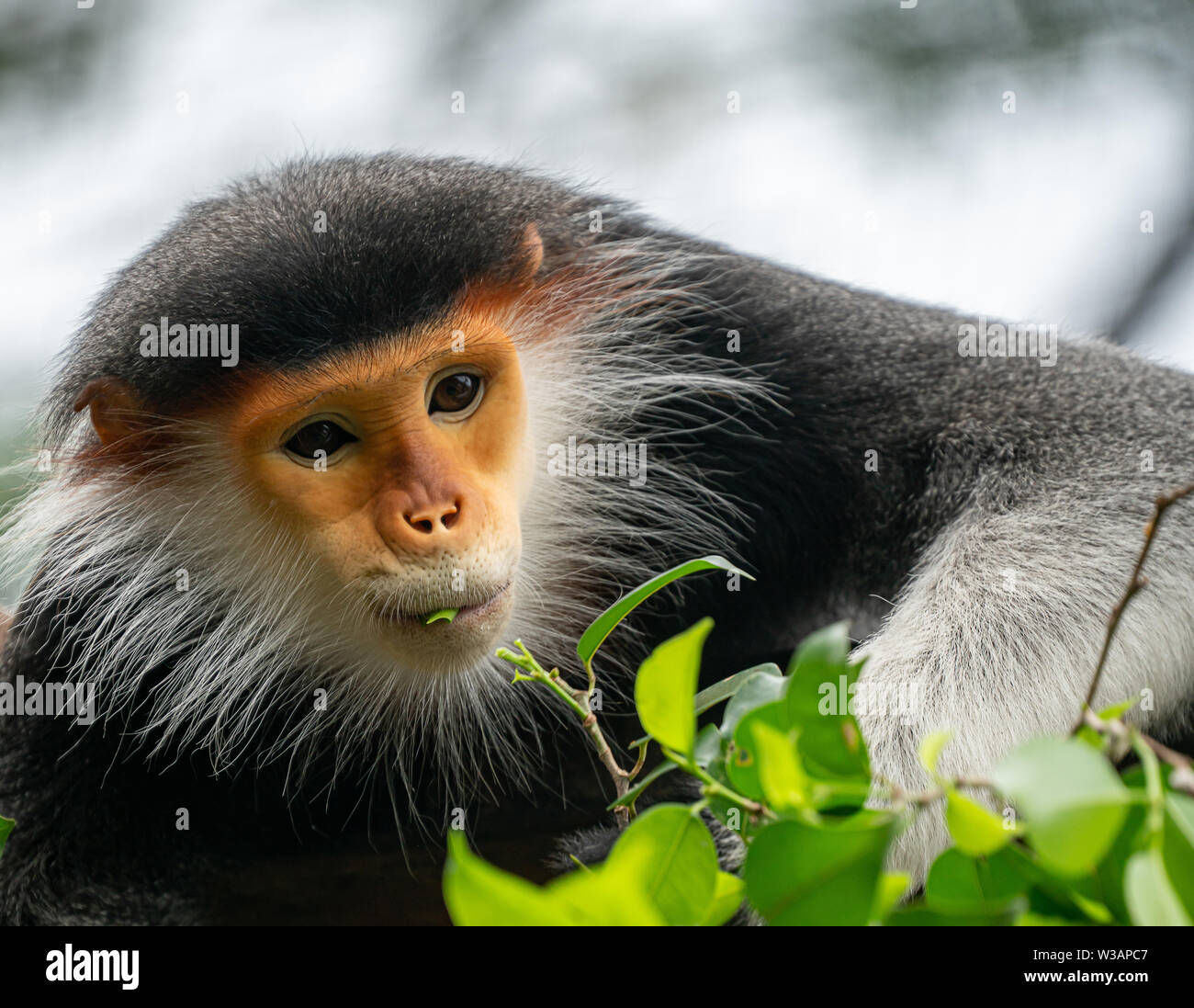 Comportamento di red shanked Douc Langur (Pygathrix nemaeus) Foto Stock