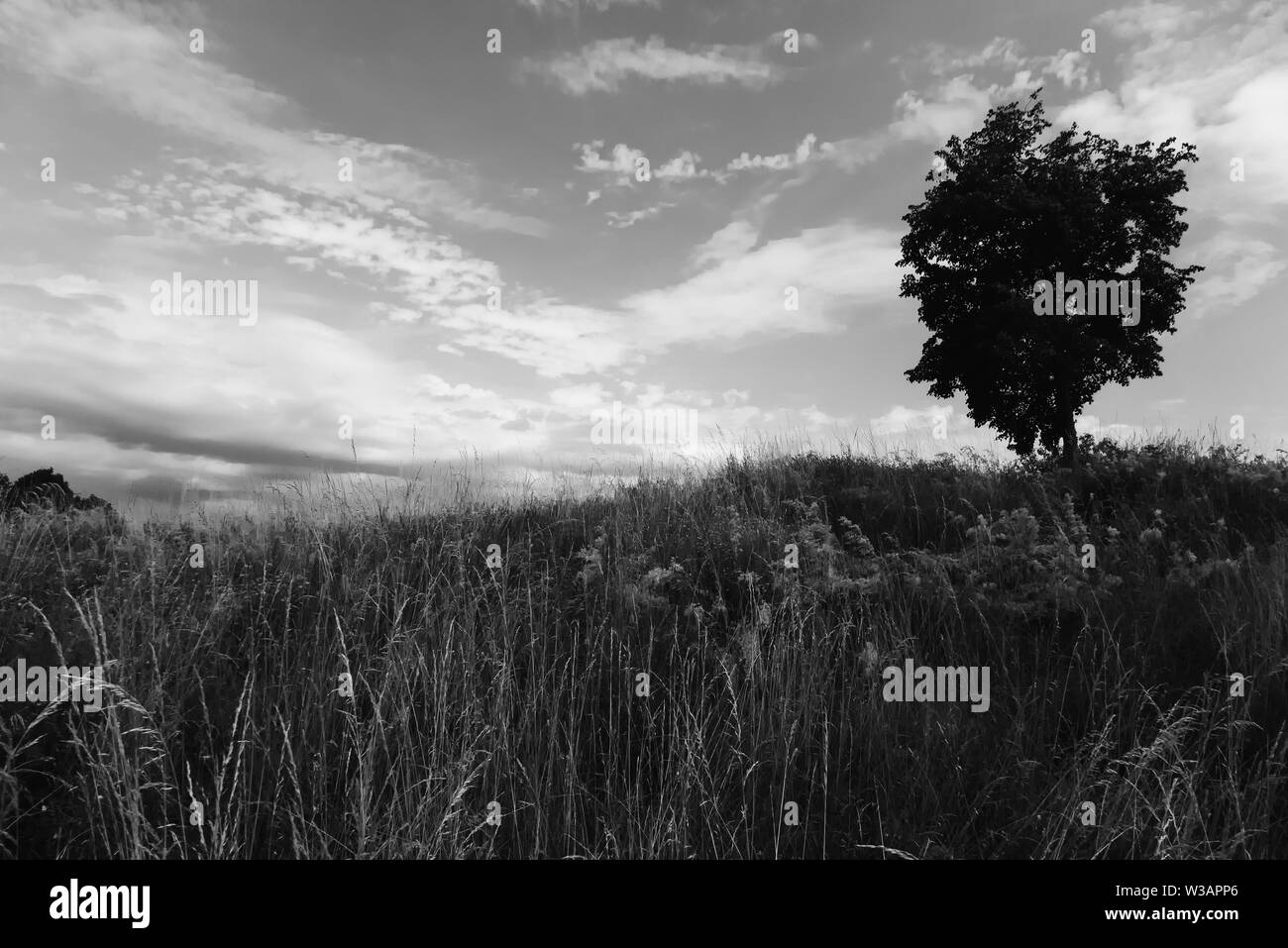 Un albero scuro sotto un cielo nuvoloso Foto Stock