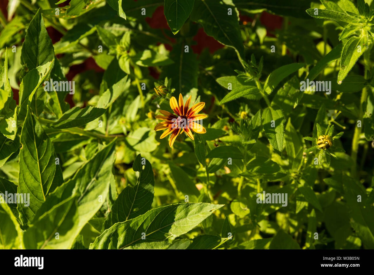 Un giallo e rosso daisy inserimenti fuori dalle piante circostanti Foto Stock