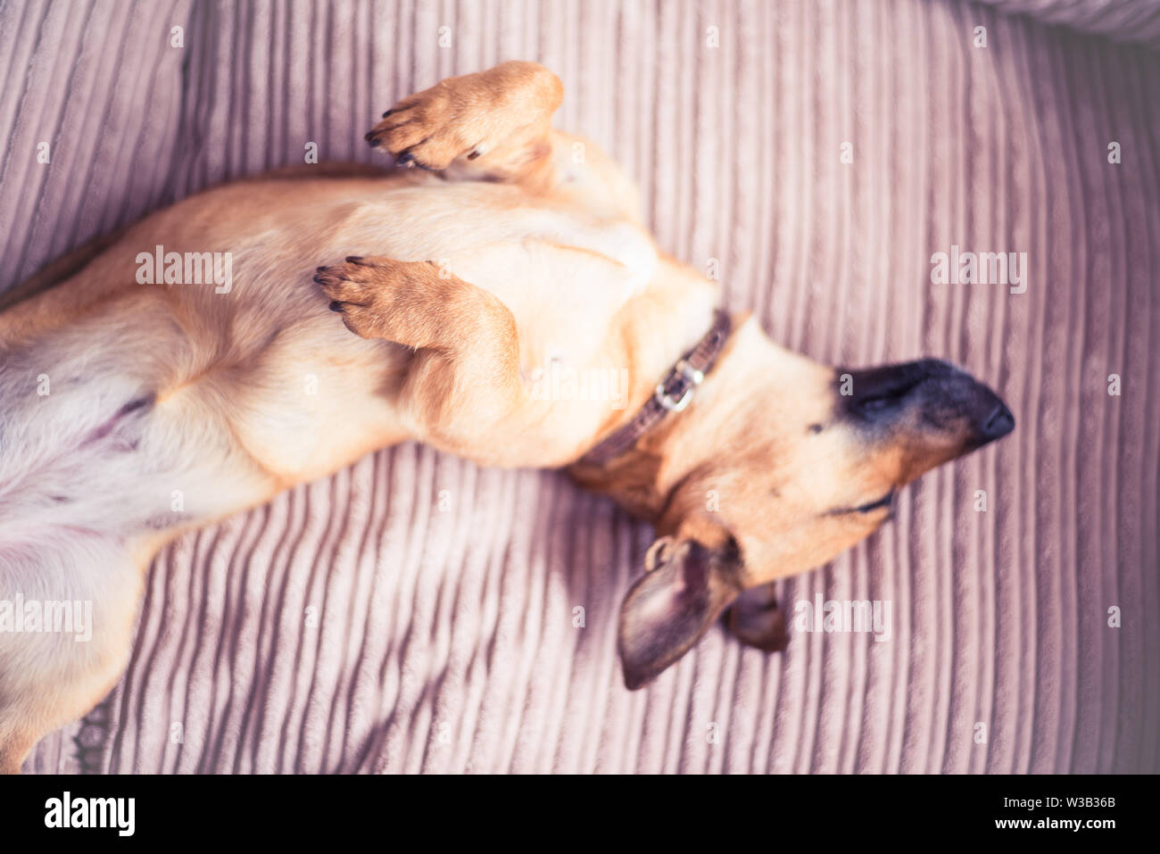 Cute cane dormire su un divano Foto Stock