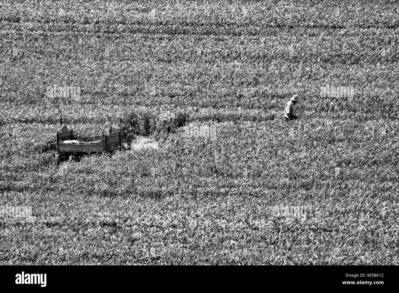 Letto in un grainfield, Germerode, Werra-Meissner distretto, Hesse, Germania Foto Stock