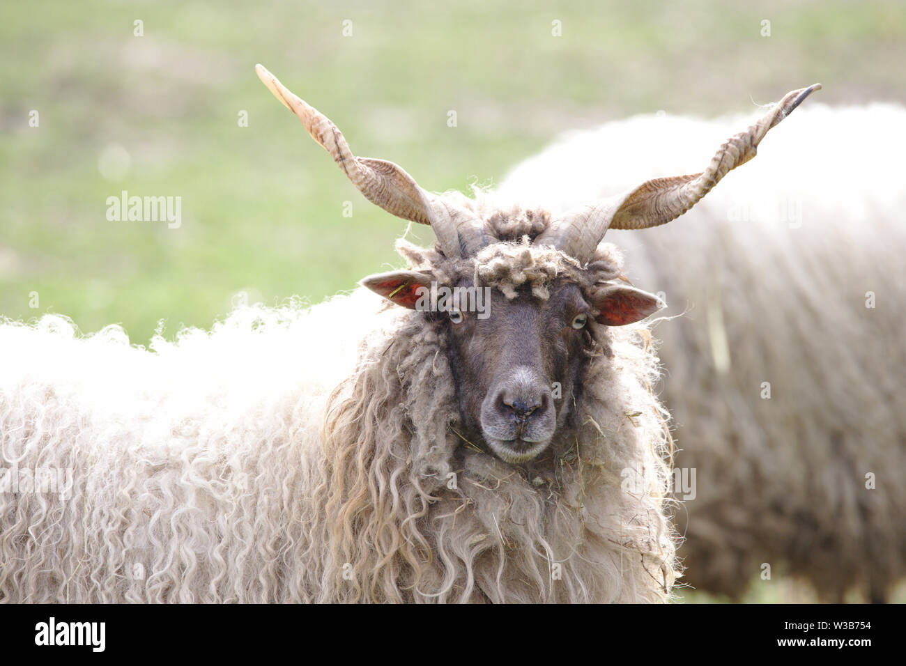 Un ungherese pecore racka guardando nella telecamera Foto Stock