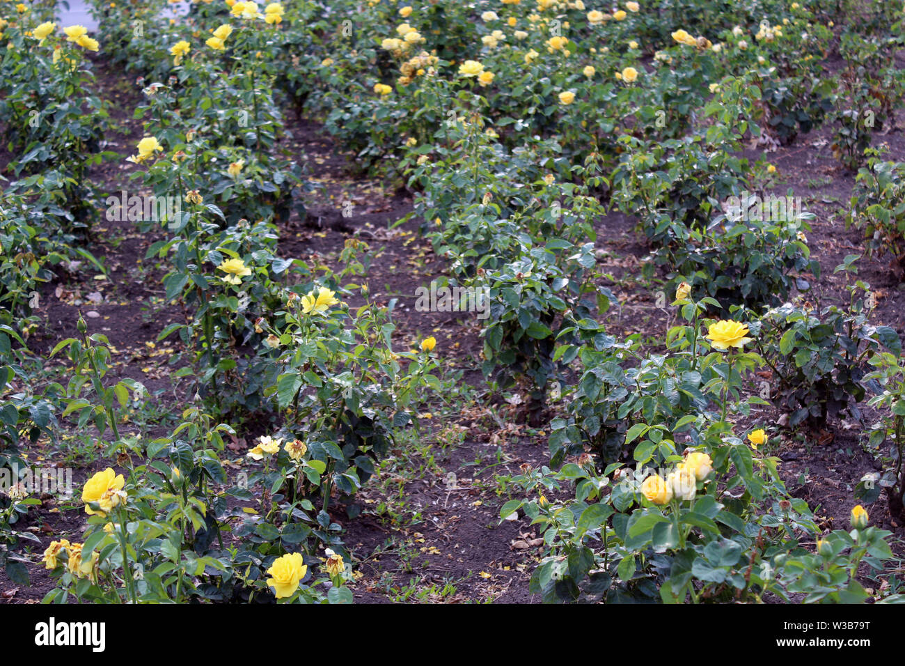 Campo di rose giallo in un parco rumeno Foto Stock