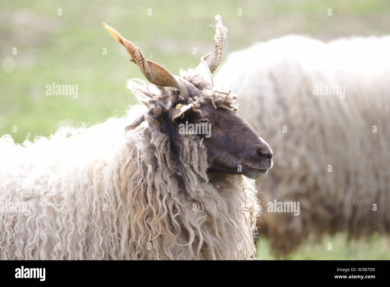 Un ungherese pecore racka guardando Foto Stock