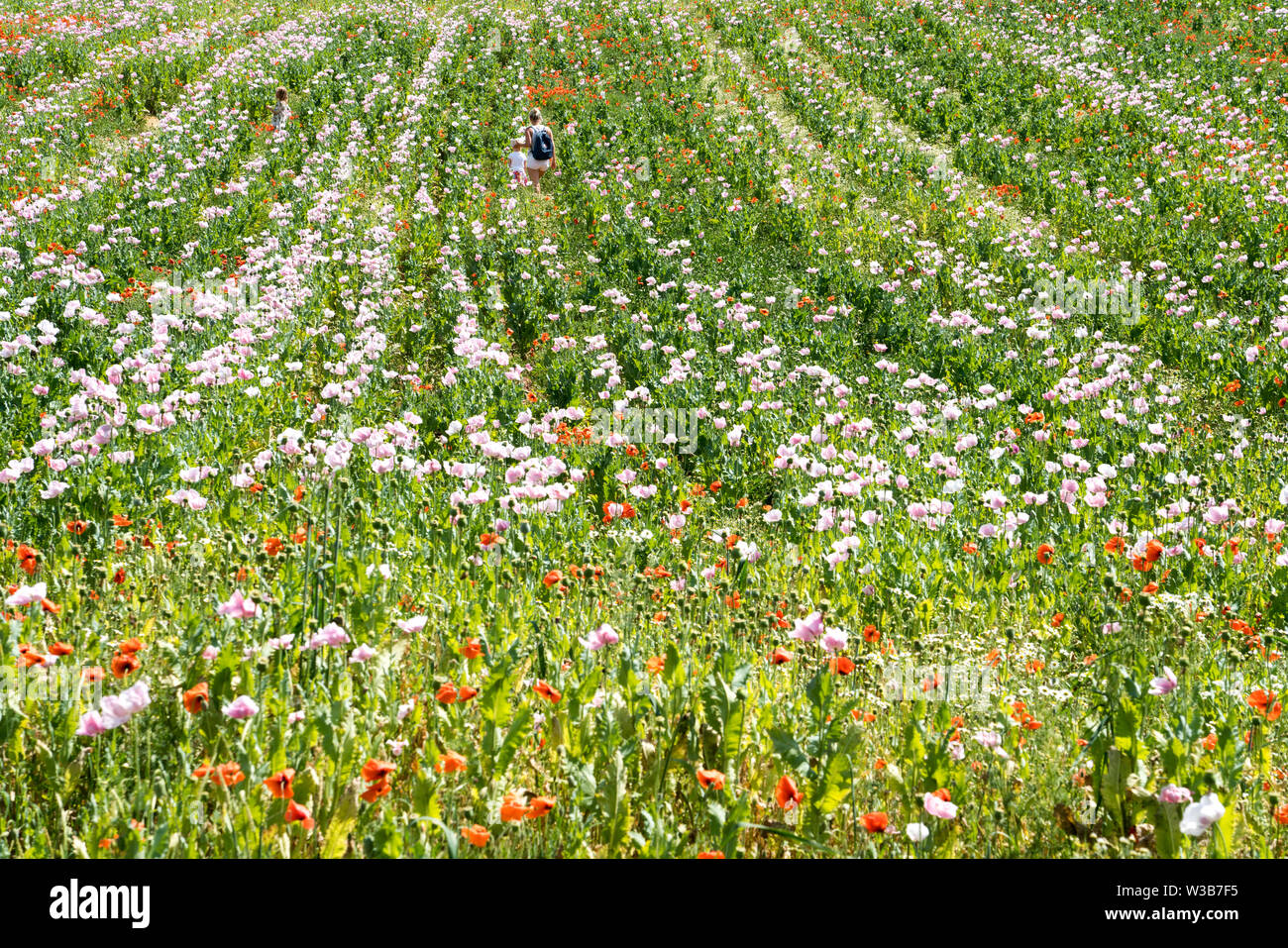 Di papavero da oppio e papavero rosso campo, Germerode, Werra-Meissner distretto, Hesse, Germania Foto Stock