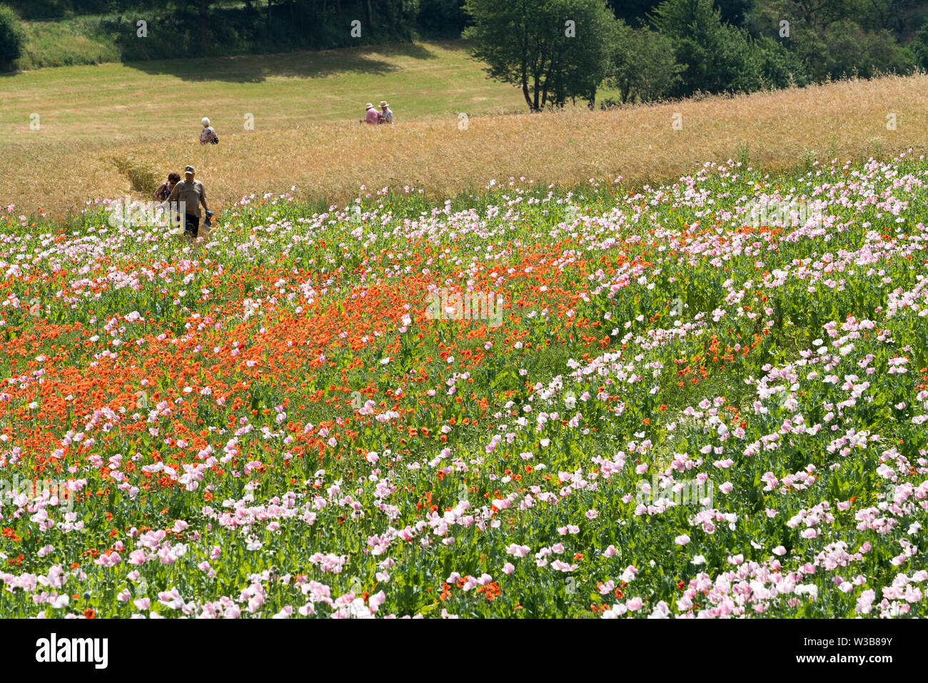 Papavero campo, Germerode, Werra-Meissner distretto, Hesse, Germania Foto Stock Papavero campo, Germerode, Werra-Meissner distretto, Hesse, Germania Foto Stock