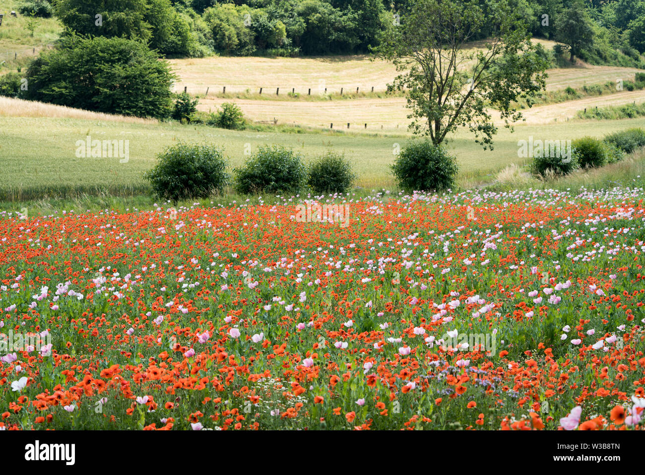 Papavero campo, Germerode, Werra-Meissner distretto, Hesse, Germania Foto Stock Papavero campo, Germerode, Werra-Meissner distretto, Hesse, Germania Foto Stock